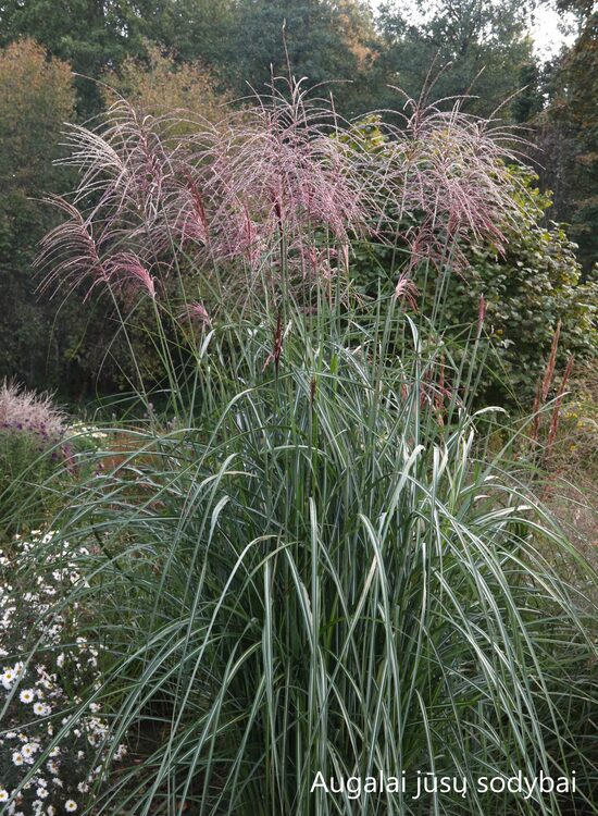 Kininis miskantas (Miscanthus sinensis) 'Grosse Fontane'